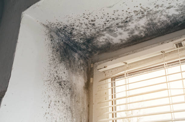 Affordable Crawl Space Mold Removal solutions in Knightdale, NC